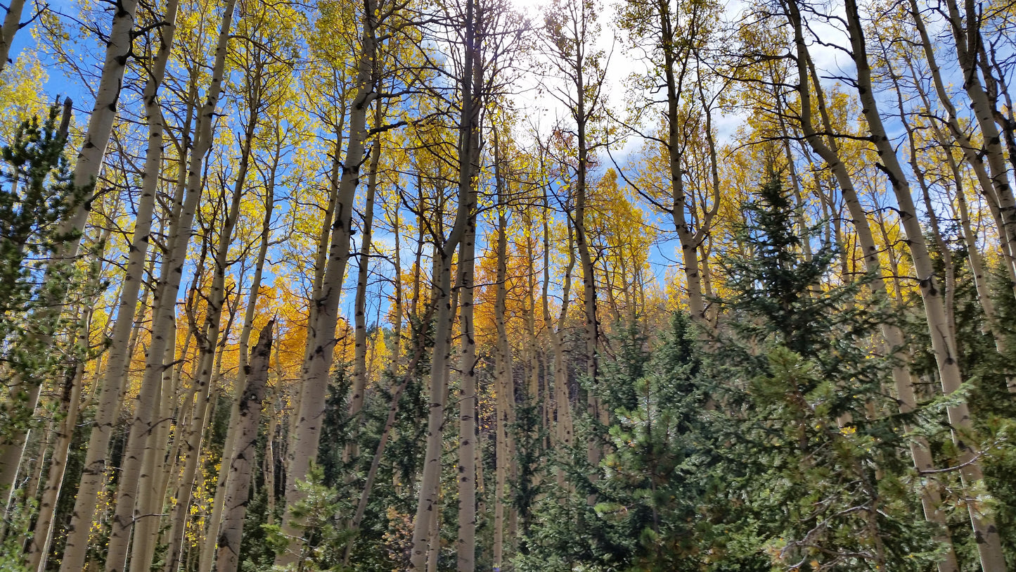 Pikes Peak Fall Psychedelic Hoodie v.1 | Wearable Art