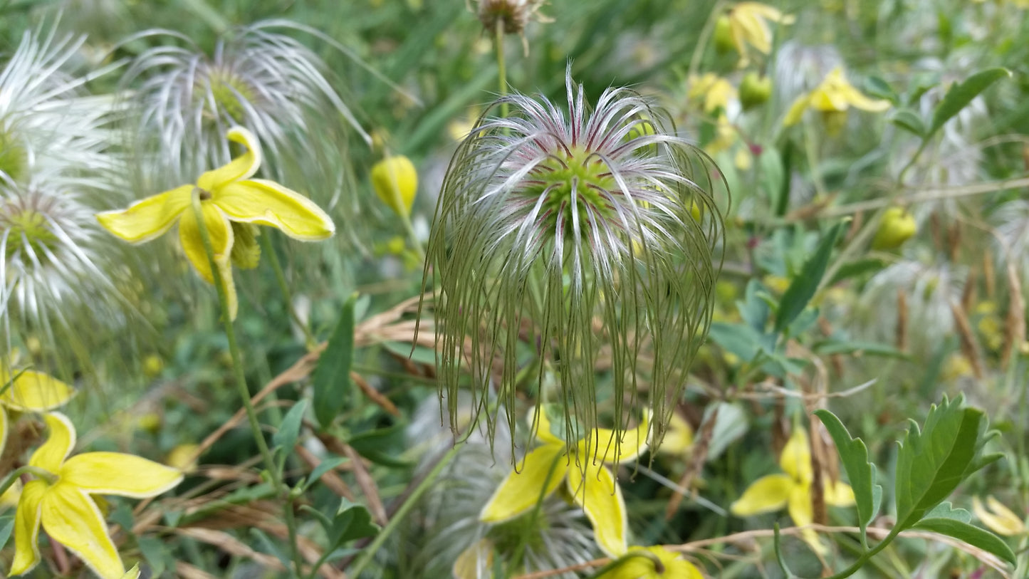 Western Clematis Psychedelic Hoodie v.4 | Wearable Art