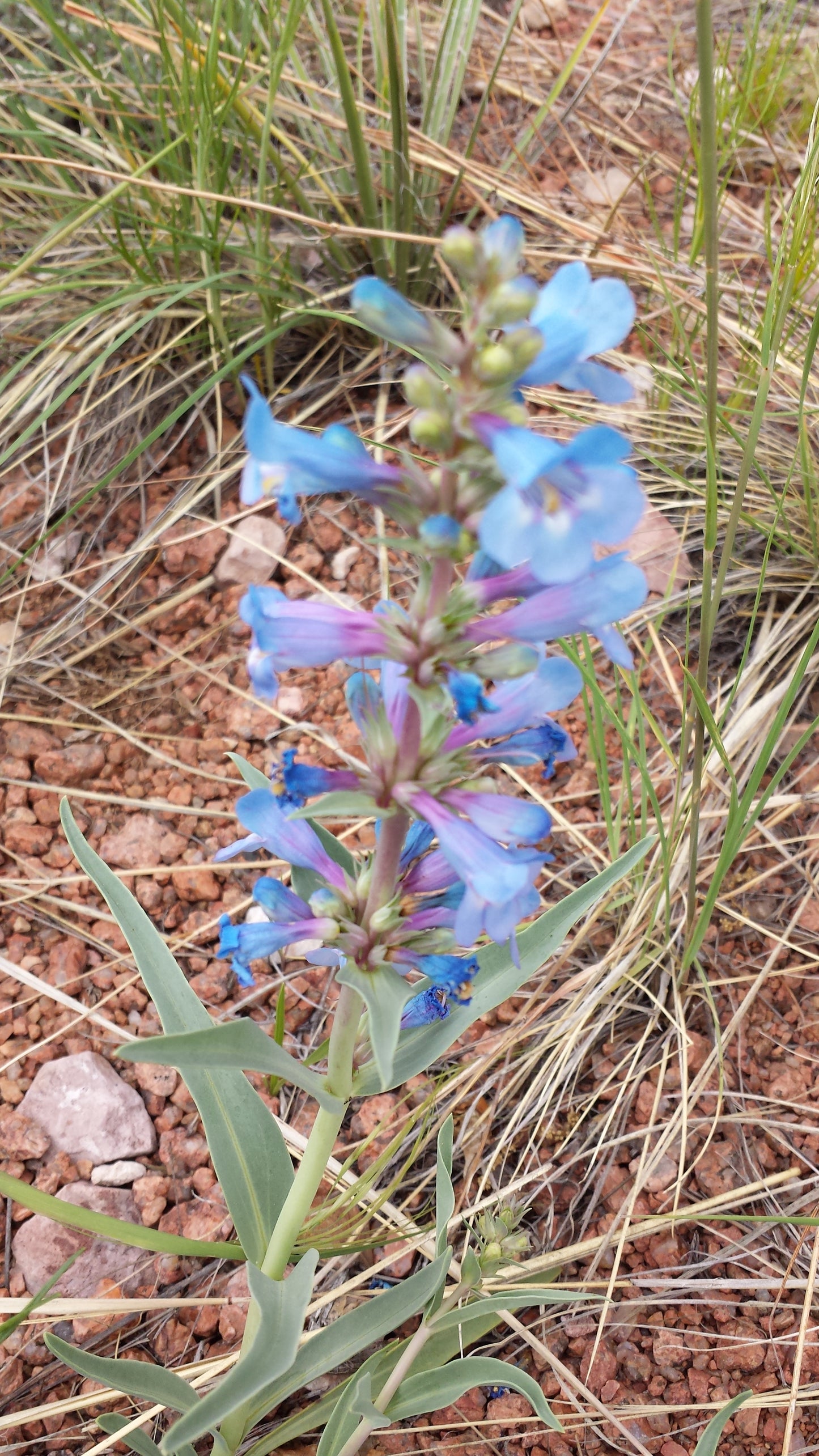 Rocky Mountain Penstemon Psychedelic Hoodie v.4 | Wearable Art