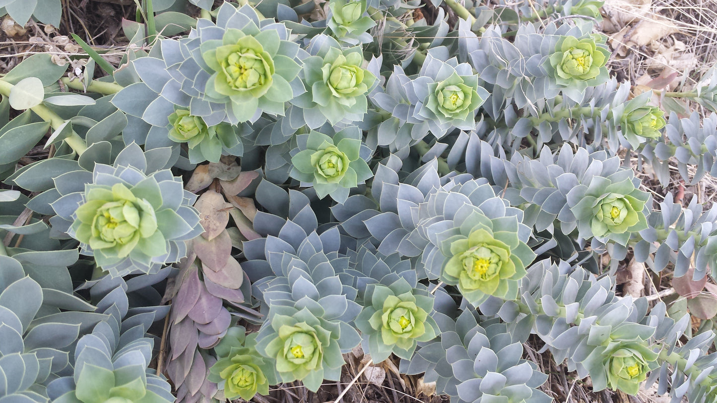 Donkey Tail Spurge Psychedelic Hoodie v.9 | Wearable Art