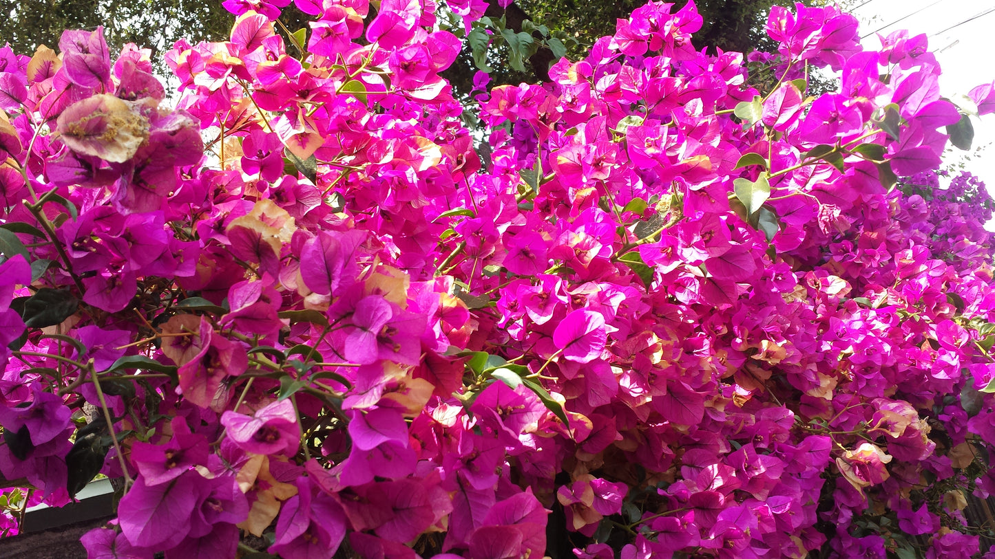 Bougainvillea Psychedelic Hoodie v.2 | Wearable Art