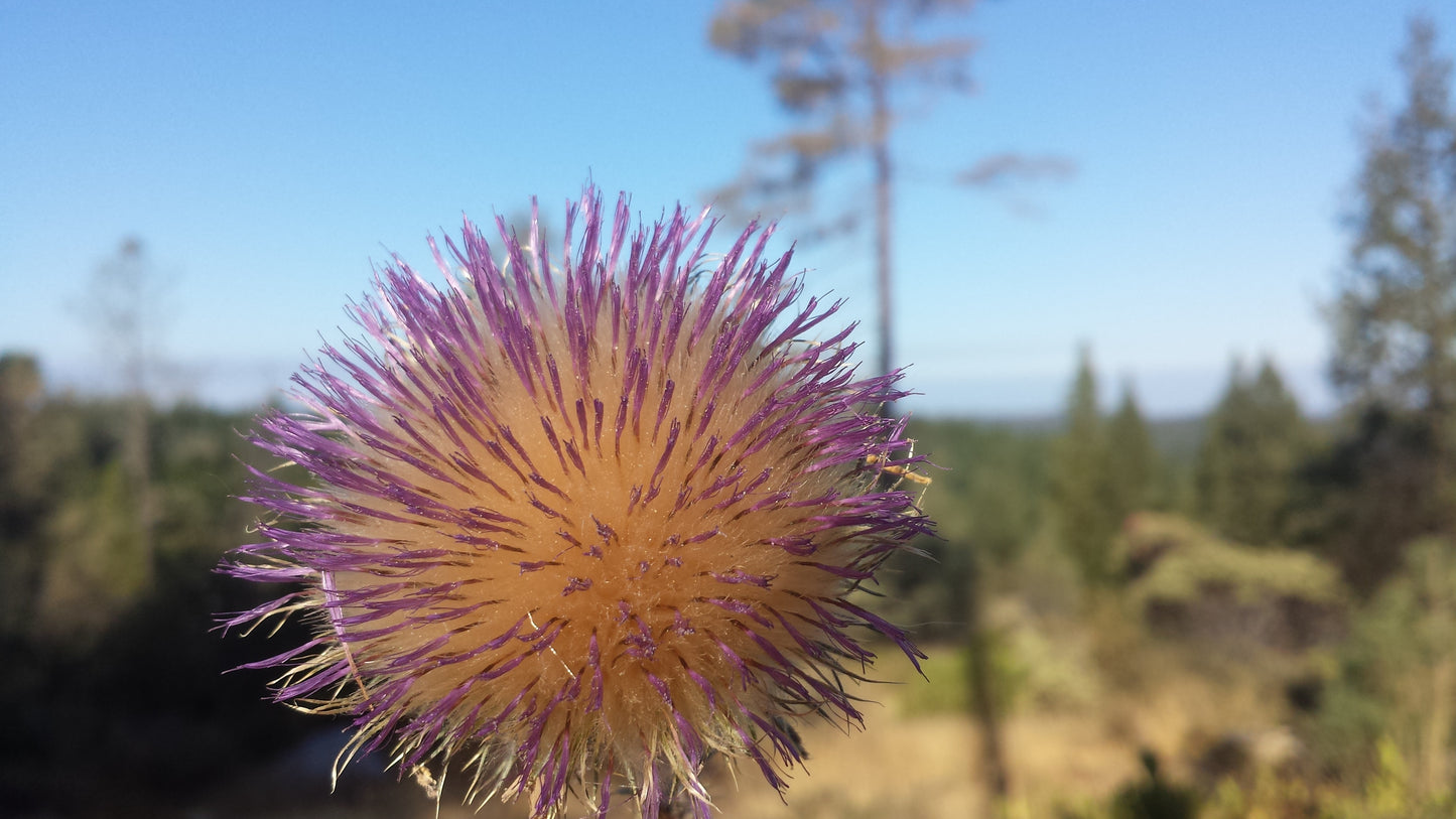 Cirsium Psychedelic Hoodie v.2 | Wearable Art