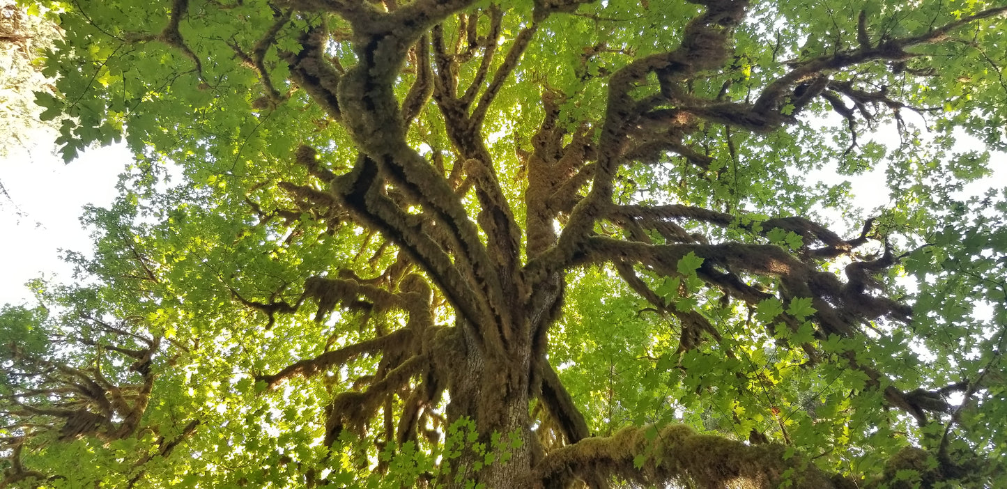 Hoh Rainforest Mossy Bigleaf Maple Psychedelic Hoodie v.1 | Wearable Art