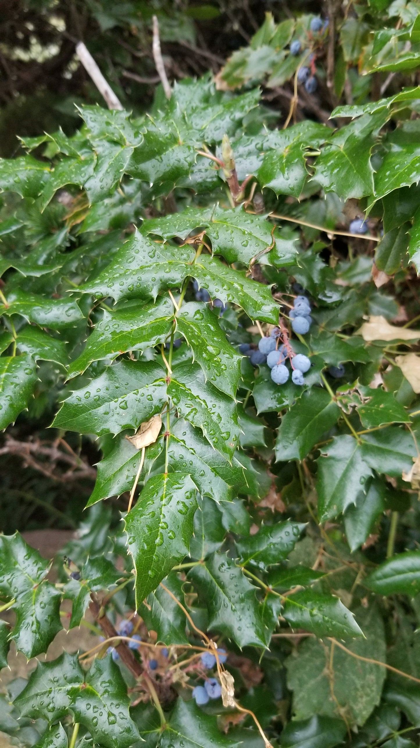 Oregon Grape Psychedelic Hoodie v.4 | Wearable Art