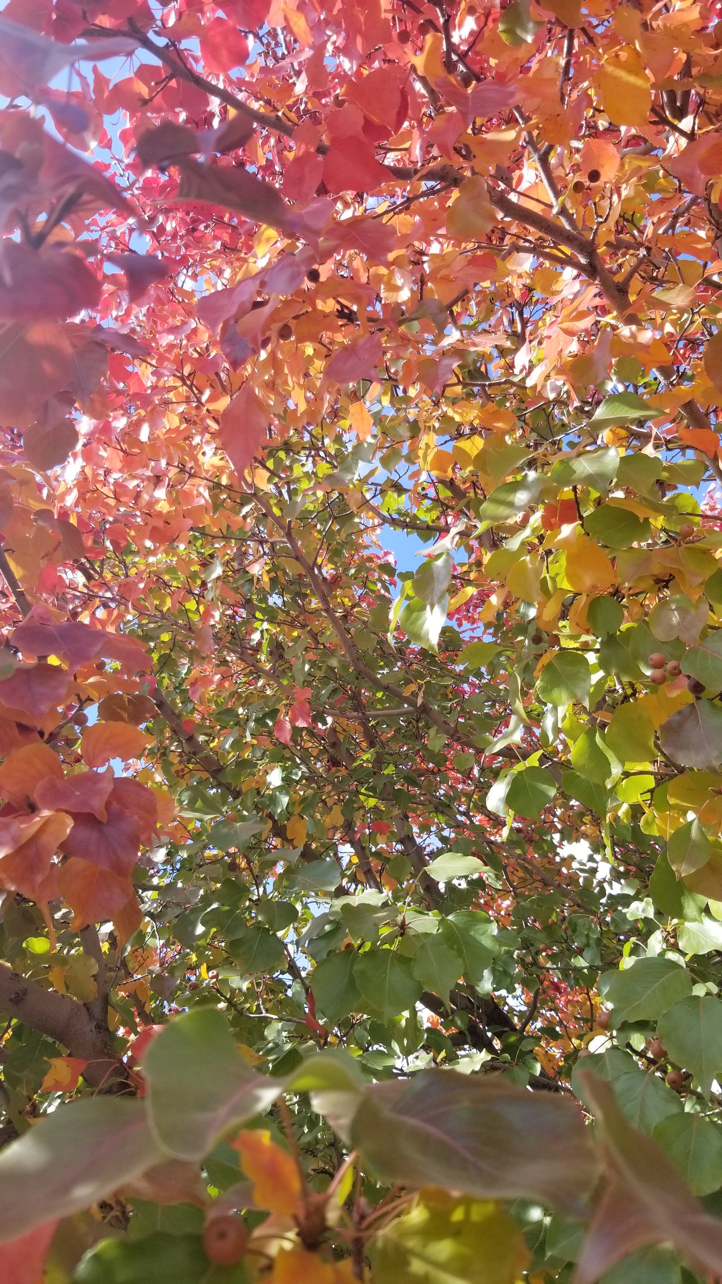 Autumn Changing Colors v.2 — Cotton Hoodie