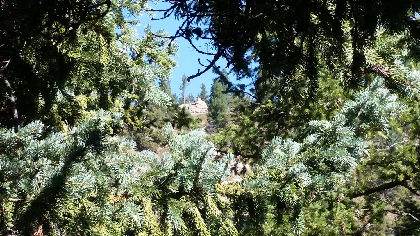 Evergreens v.1 — Cotton Hoodie