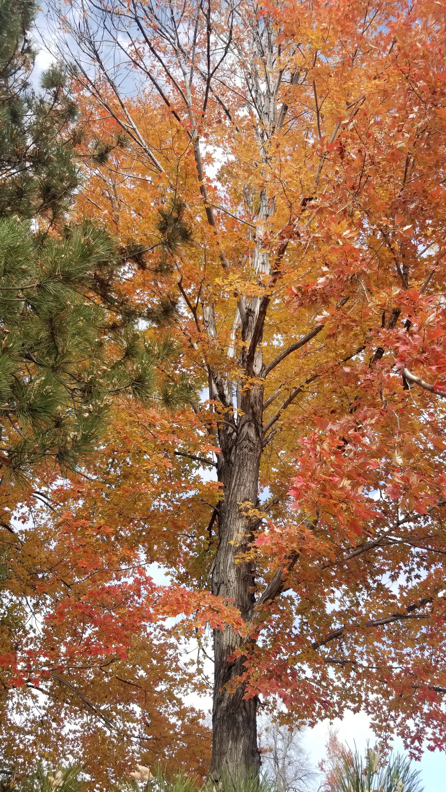 Fall Leaves & Evergreens v.1 — Cotton Hoodie