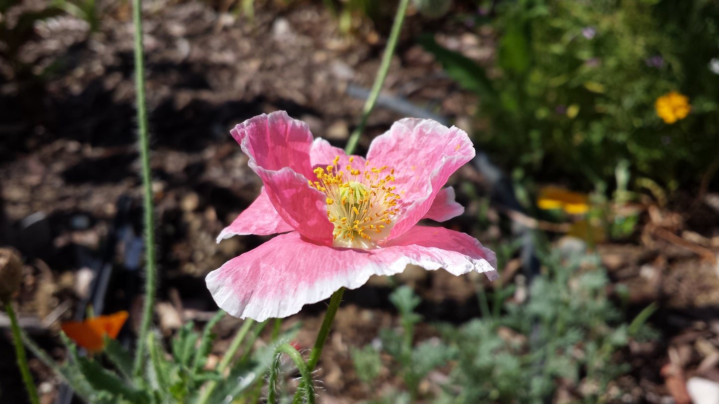 Pink Poppy — Spiral v.1 Cotton Hoodie