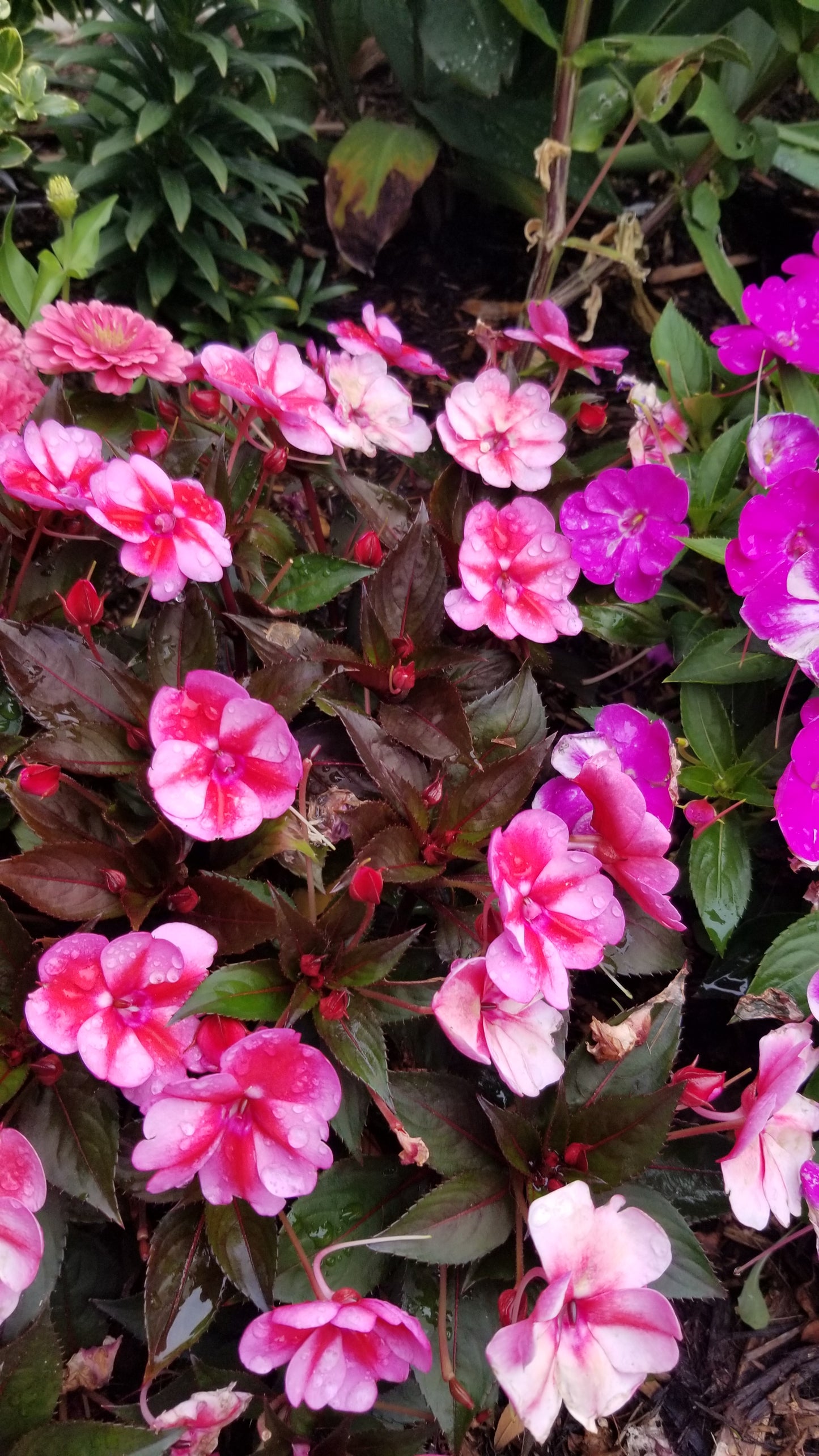 Pink Impatiens v.1 — Cotton Hoodie