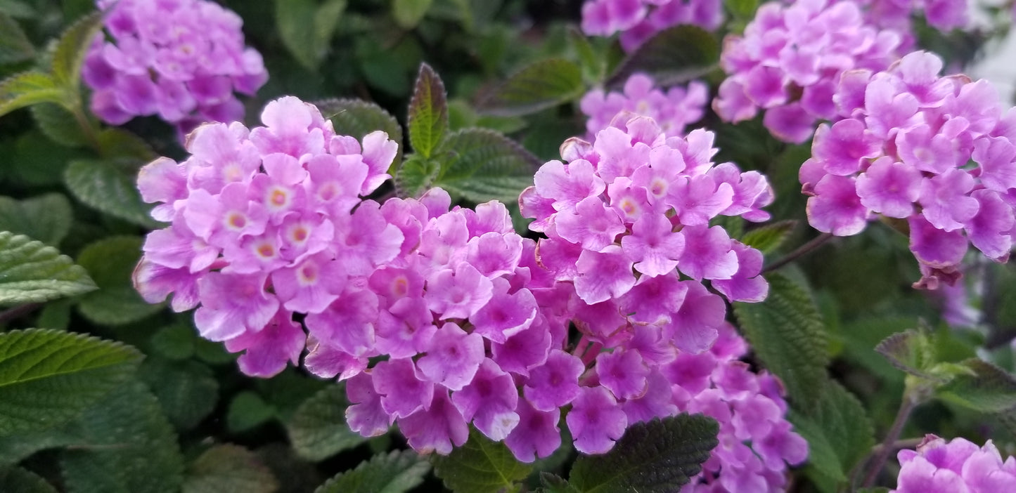 Purple & Pink Lantana Flower v.2 Cotton Hoodie