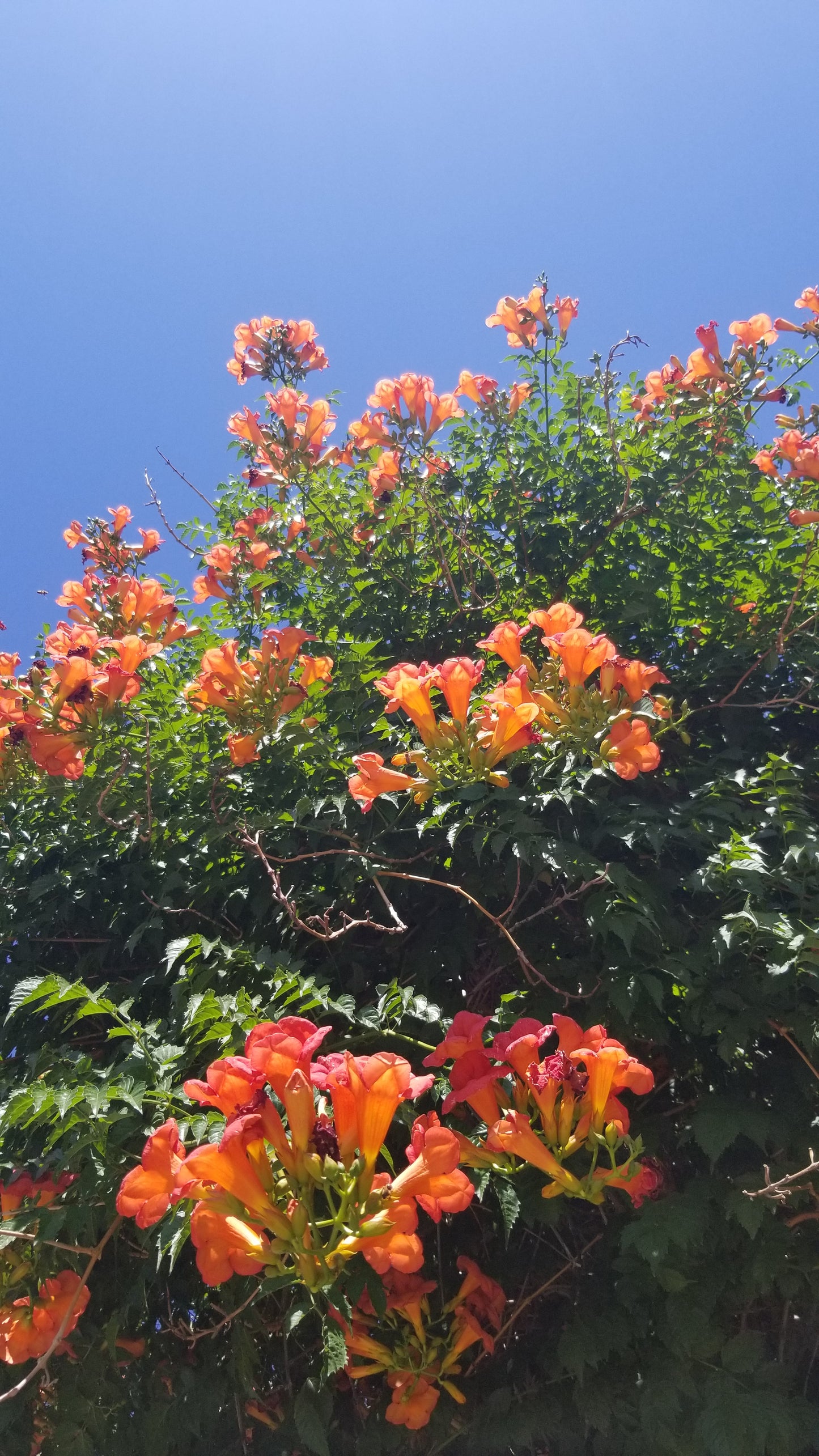 Orange Trumpet Flowers v.2 — Cotton Hoodie