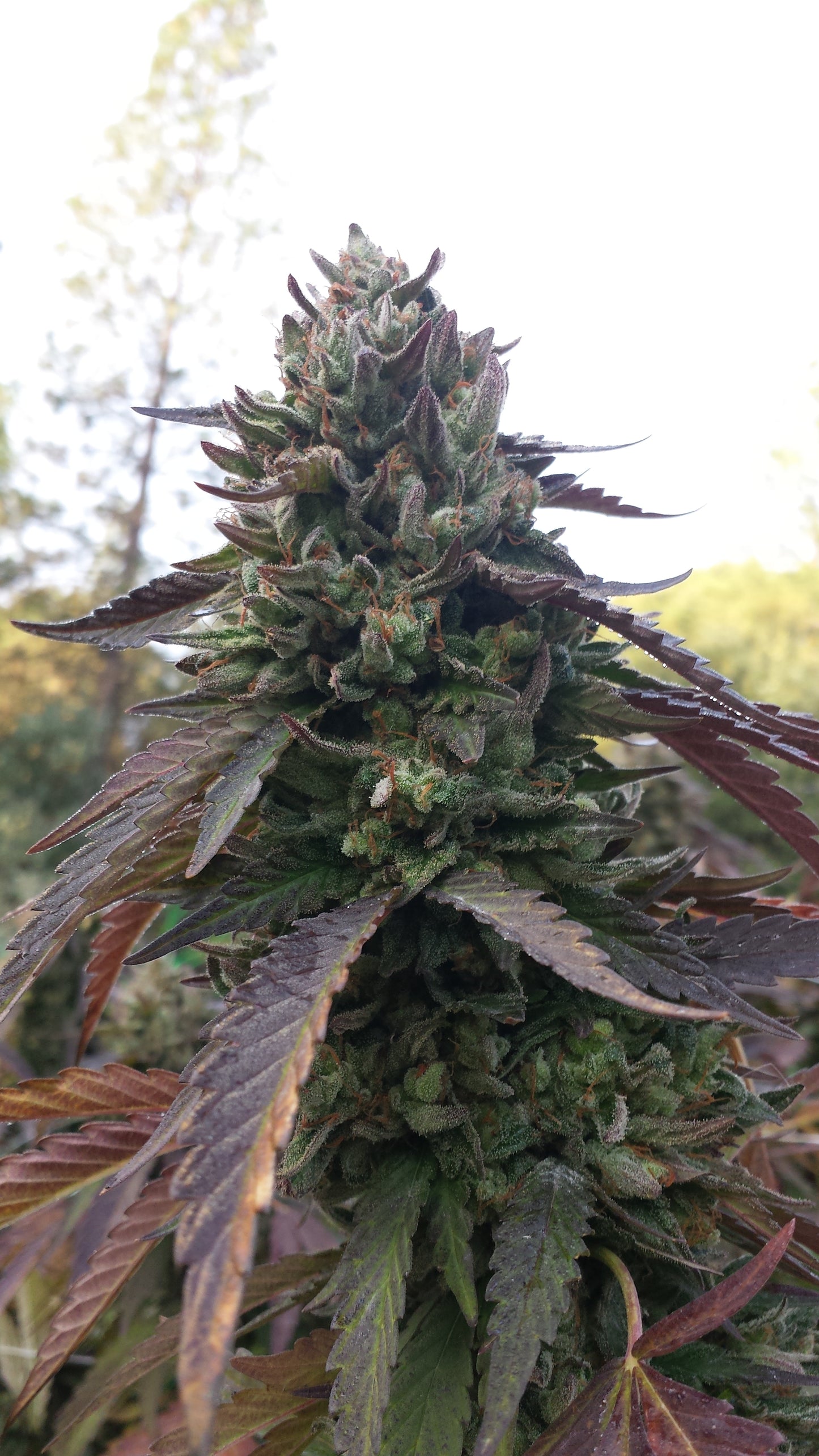 Outdoor Cannabis v.1 — Cotton Hoodie