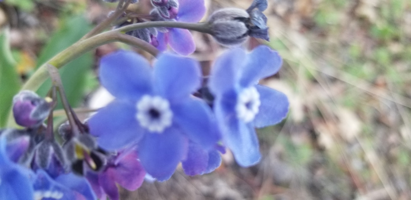 Blue Purple Flower v.1 — Cotton Hoodie