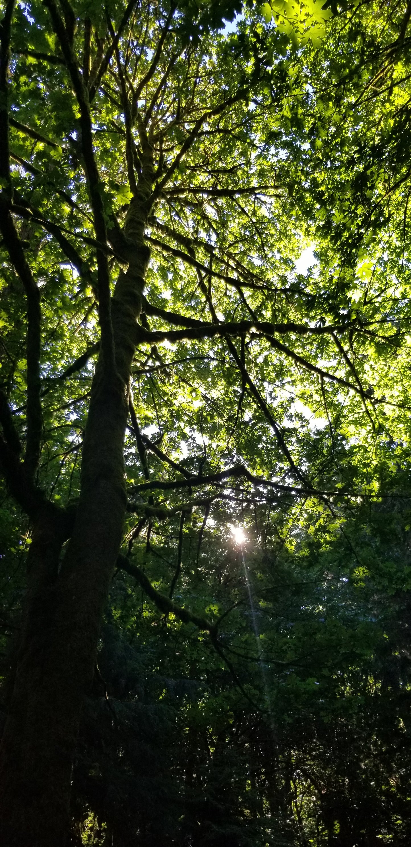 Sunbeam In Trees v.1 — Cotton Hoodie