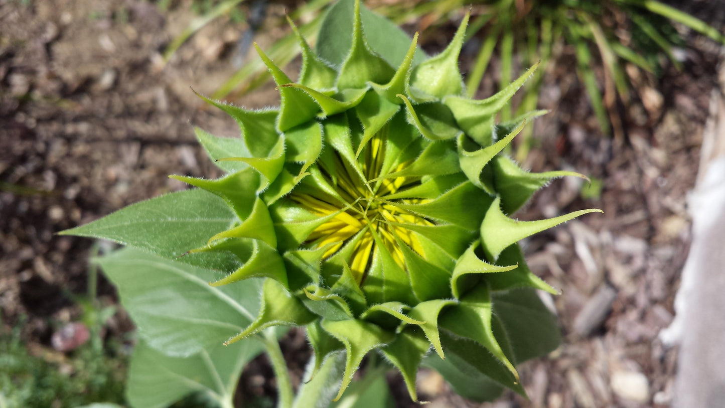 Sunflower About To Bloom v.1 — Cotton Hoodie