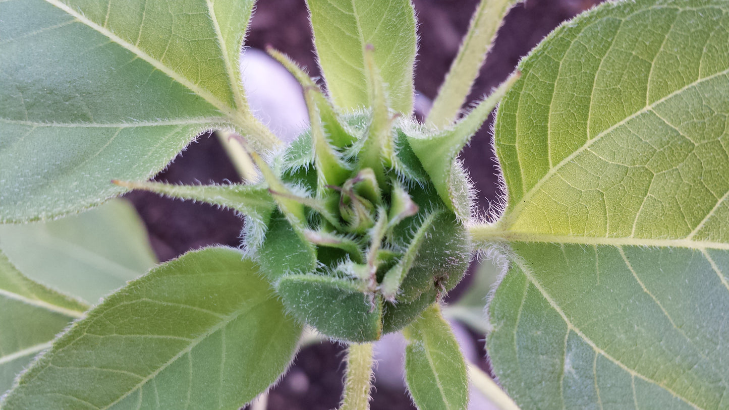 Sunflower About To Pop v.2 Cotton Hoodie