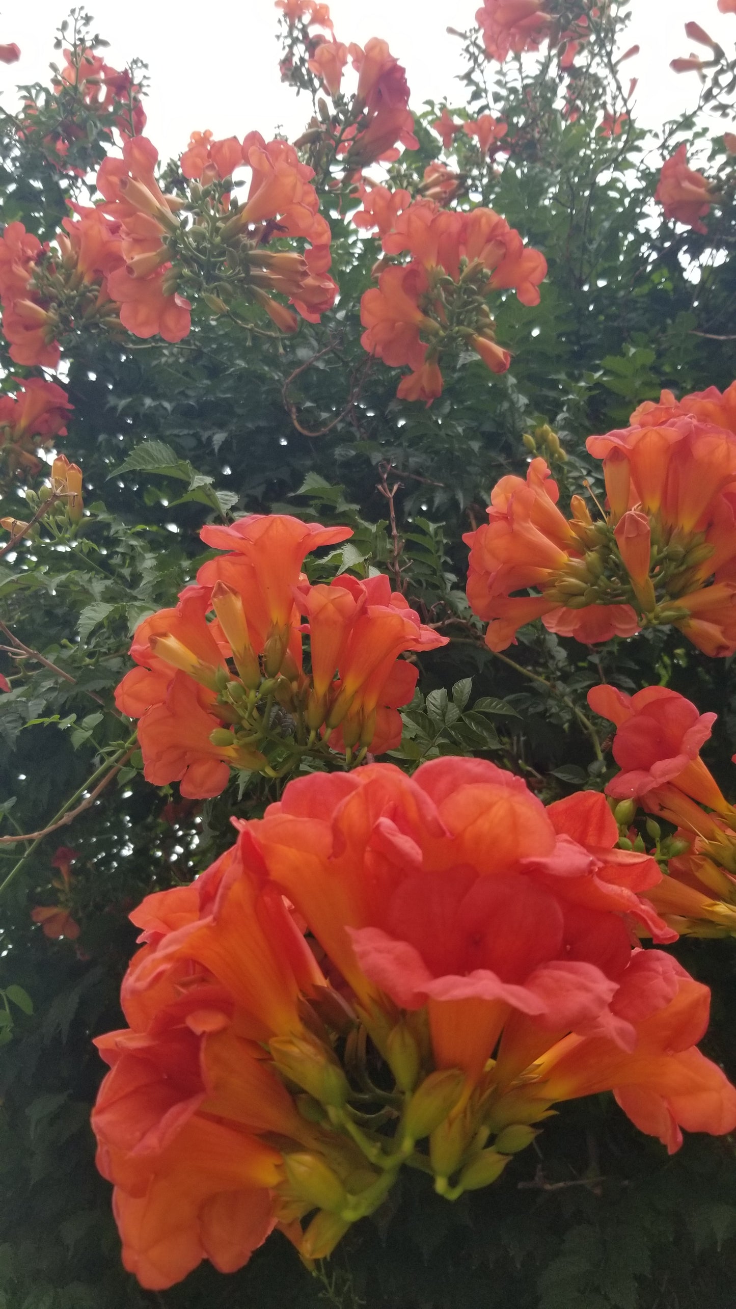 Orange Trumpet Flowers v.1 — Cotton Hoodie