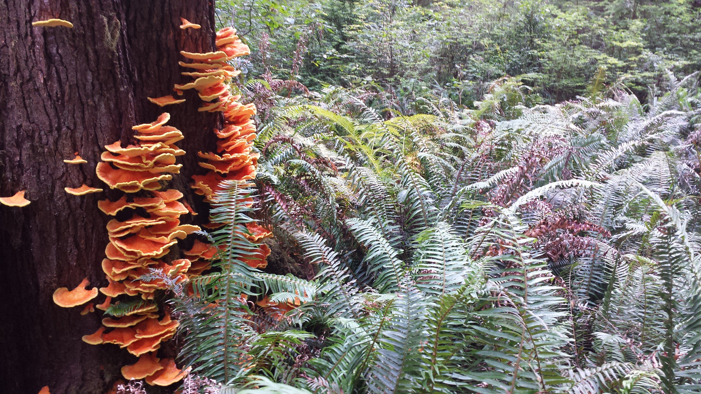 Chicken of the Woods & Sword Ferns Psychedelic Hoodie v.4 | Wearable Art