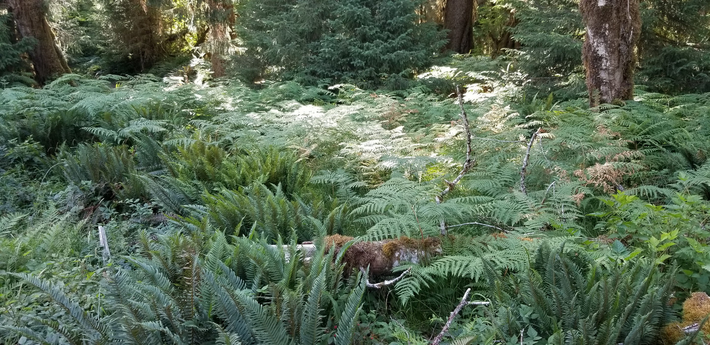 Ferns Psychedelic Hoodie v.1 | Wearable Art