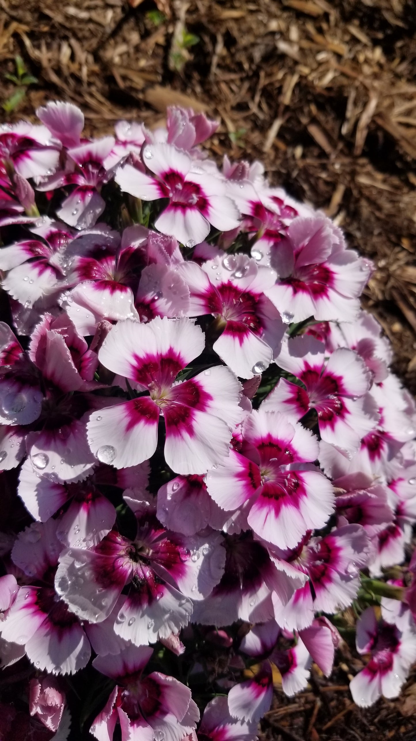 Dianthus Flowers Psychedelic Hoodie v.1 | Wearable Art