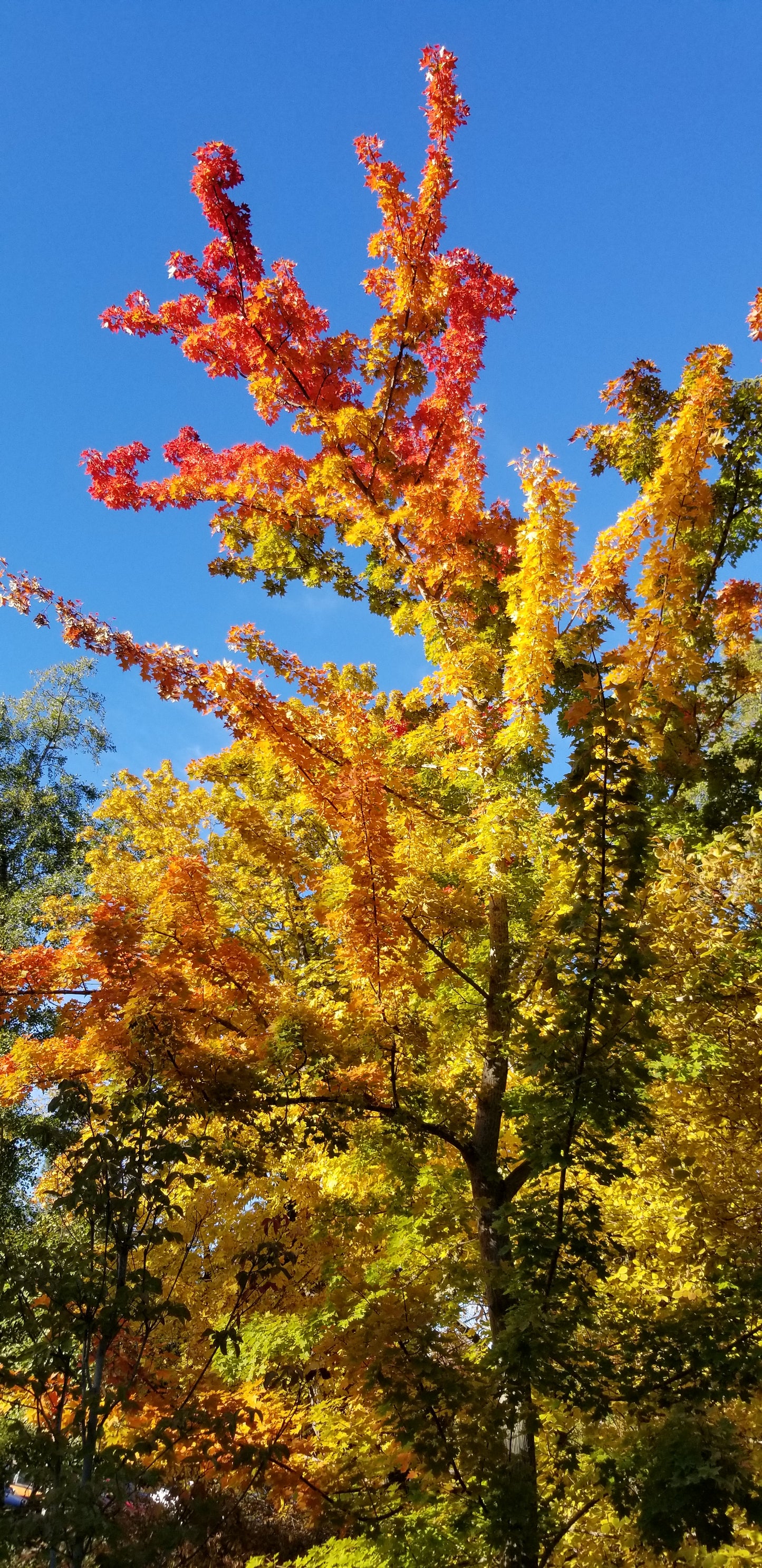 Autumn Japanese Maple v.1 — Cotton Hoodie