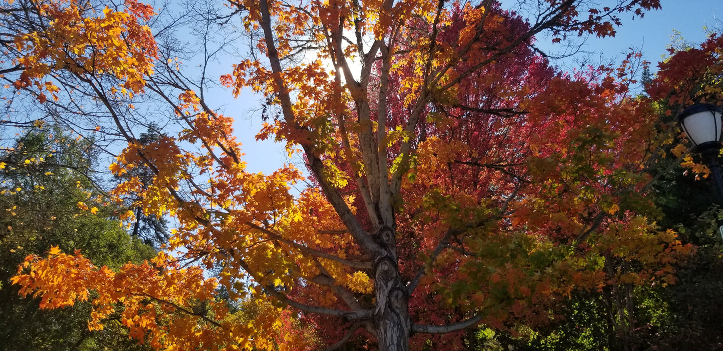 Autumn Big Leaf Maple v.2 Cotton Hoodie