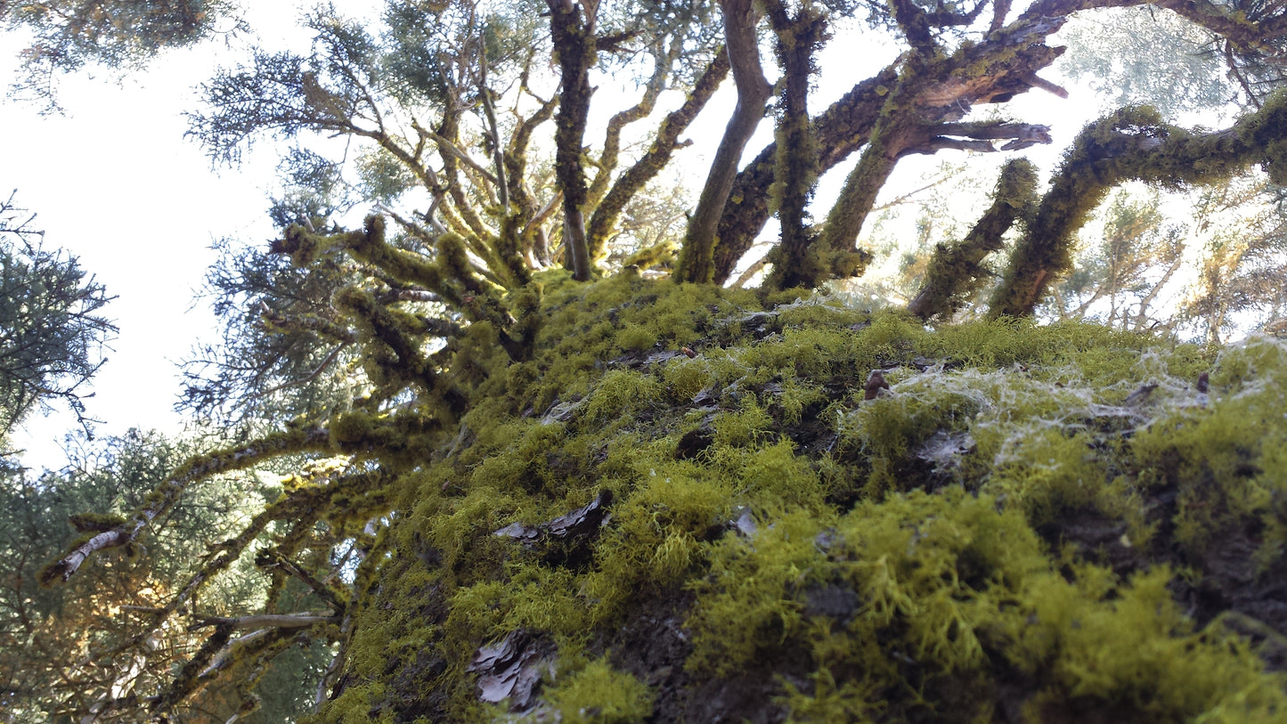 Big Mossy Tree v.1 — Cotton Hoodie