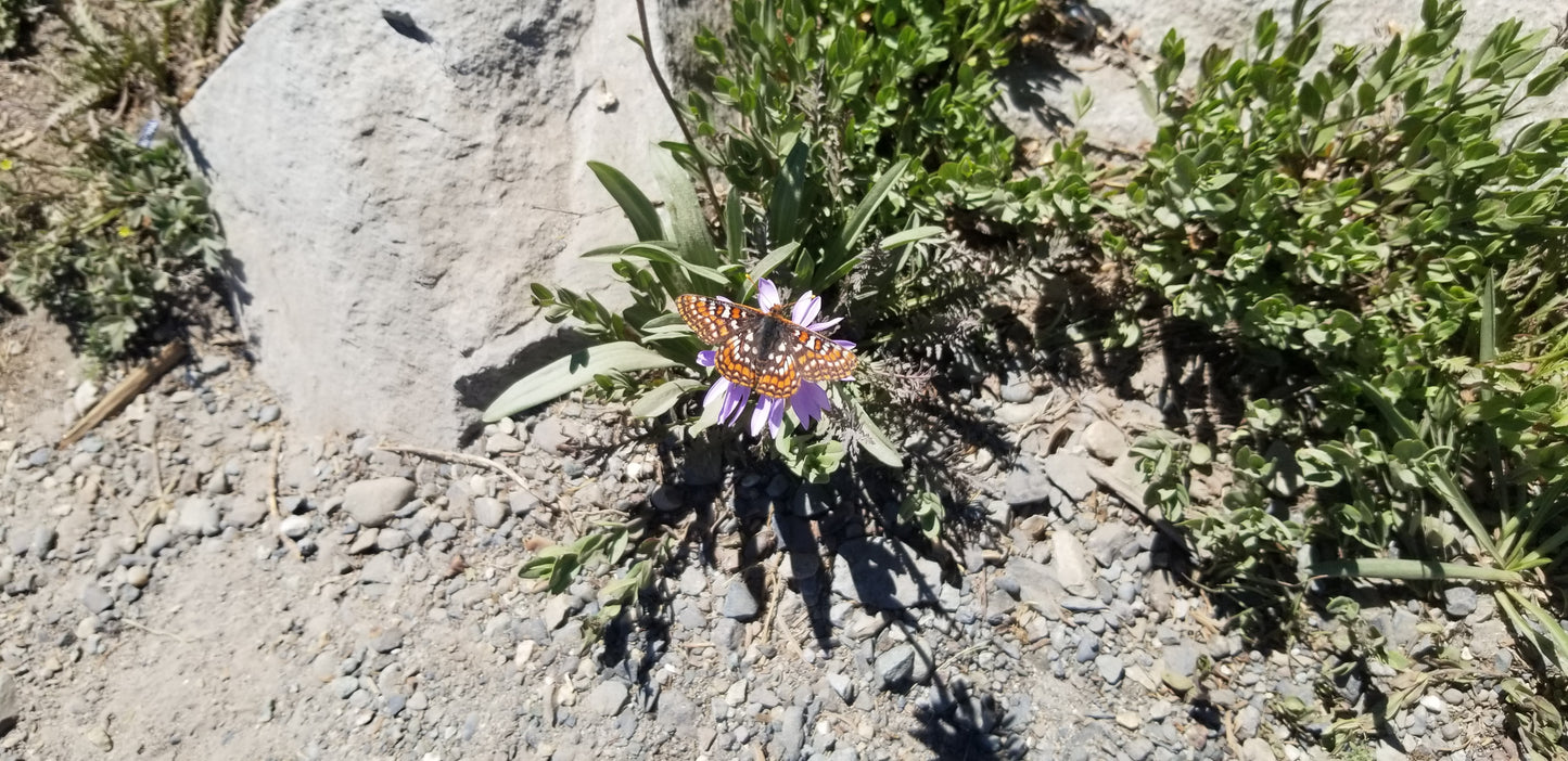 Butterfly Wildflower v.1 — Cotton Hoodie