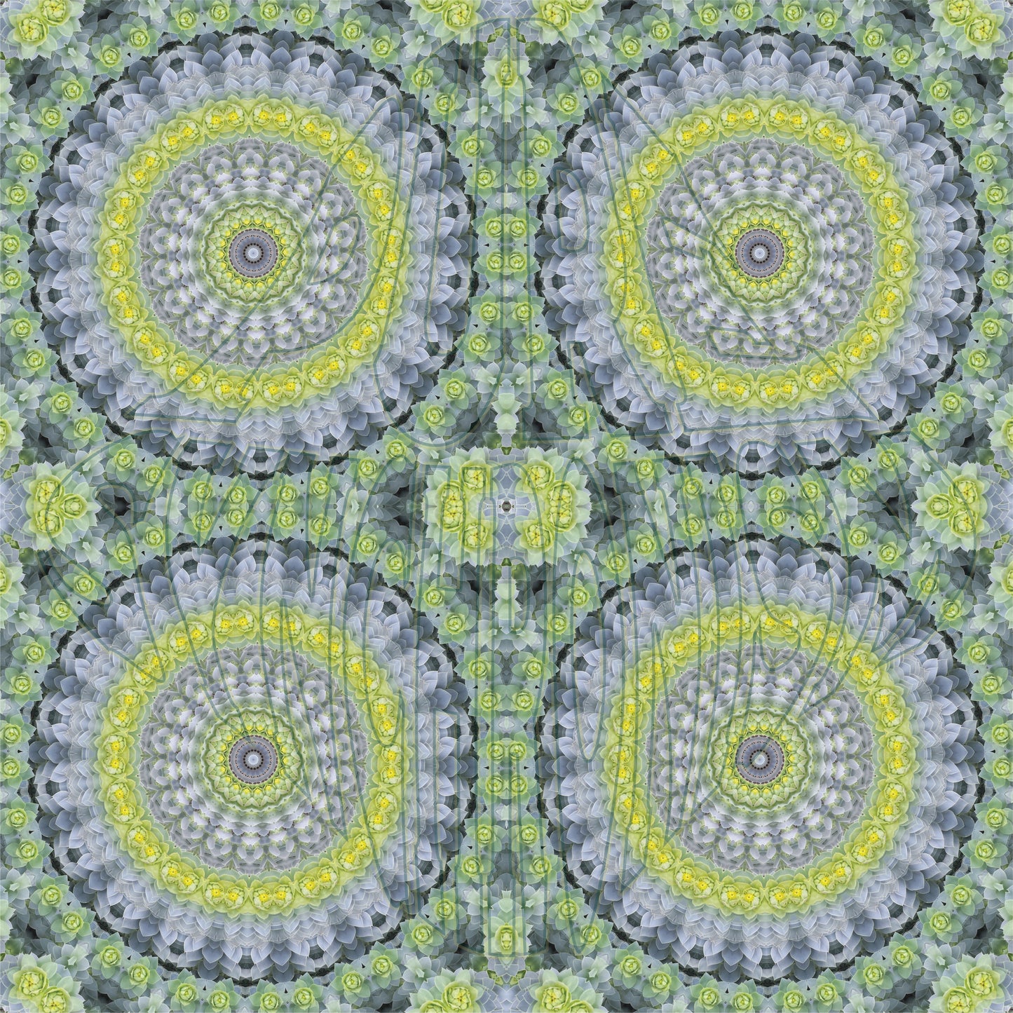 Fractal Plant Spiral v.1 — Cotton Hoodie