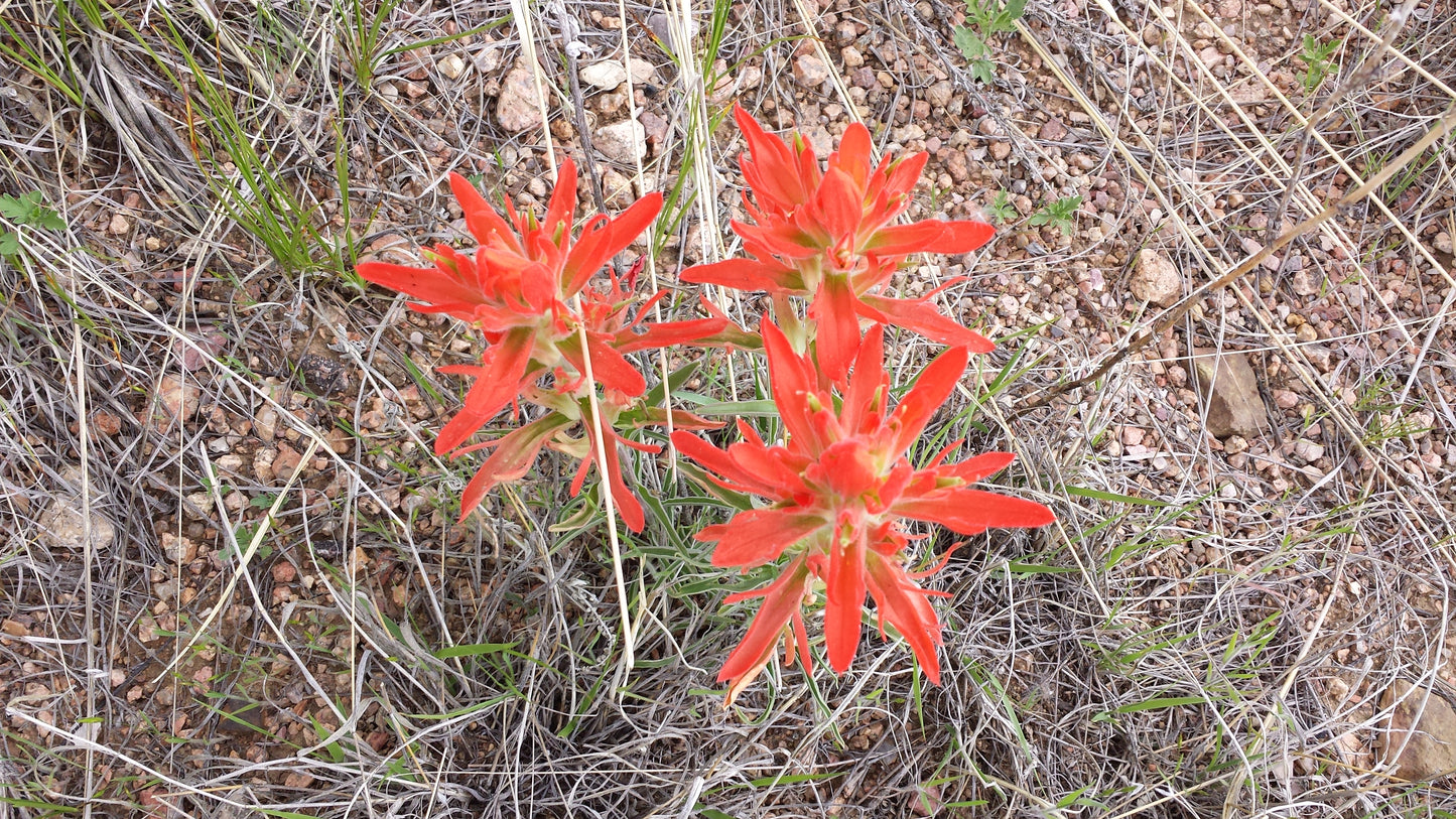 Indian Paintbrush v.1 — Cotton Hoodie