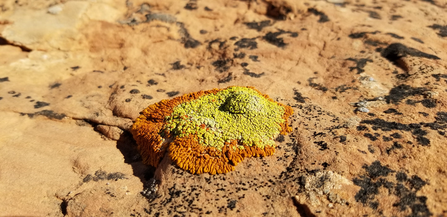 Lichen Orange Yellow v.1 — Cotton Hoodie