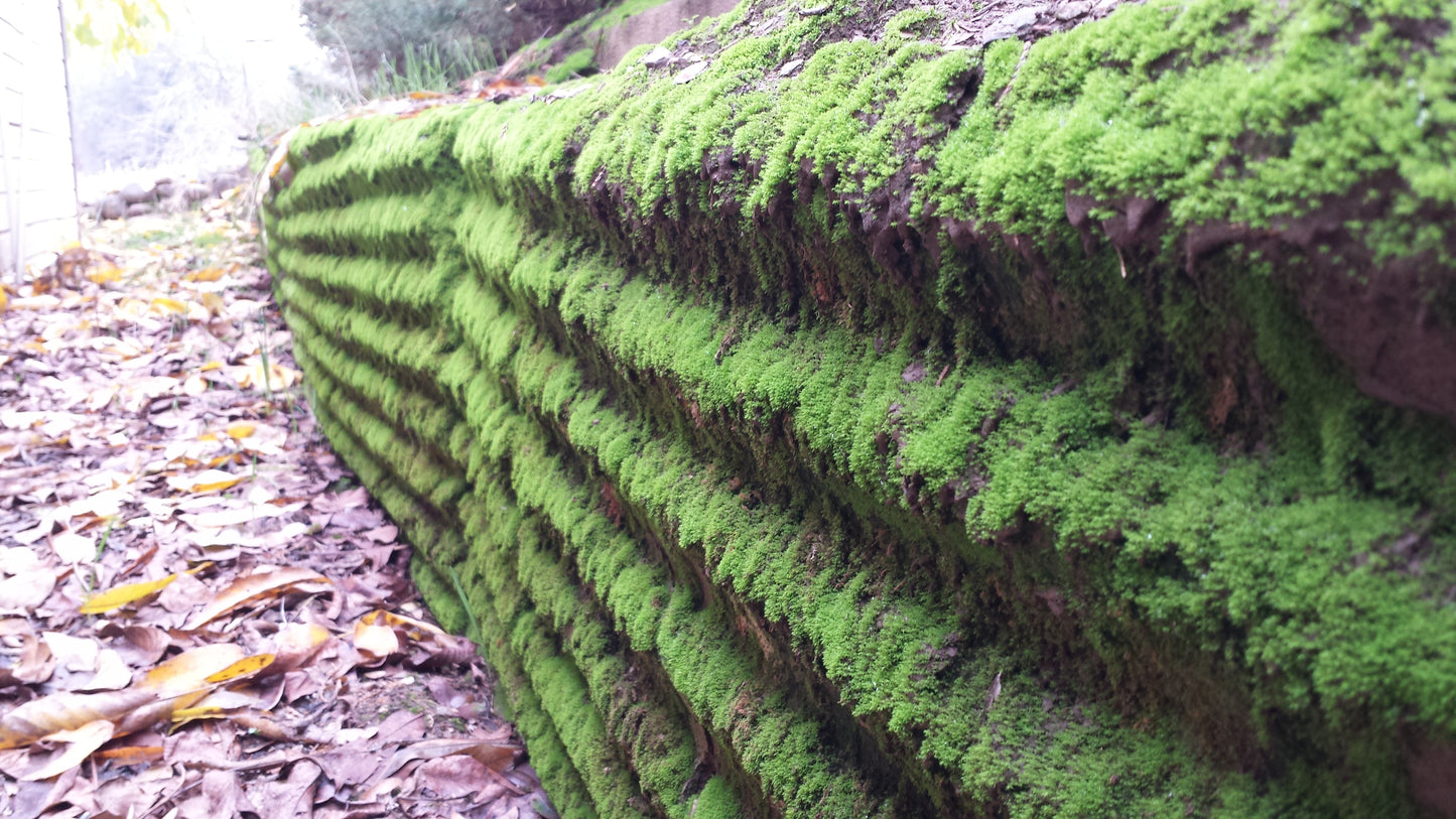 Mossy Wall v.1 — Cotton Hoodie