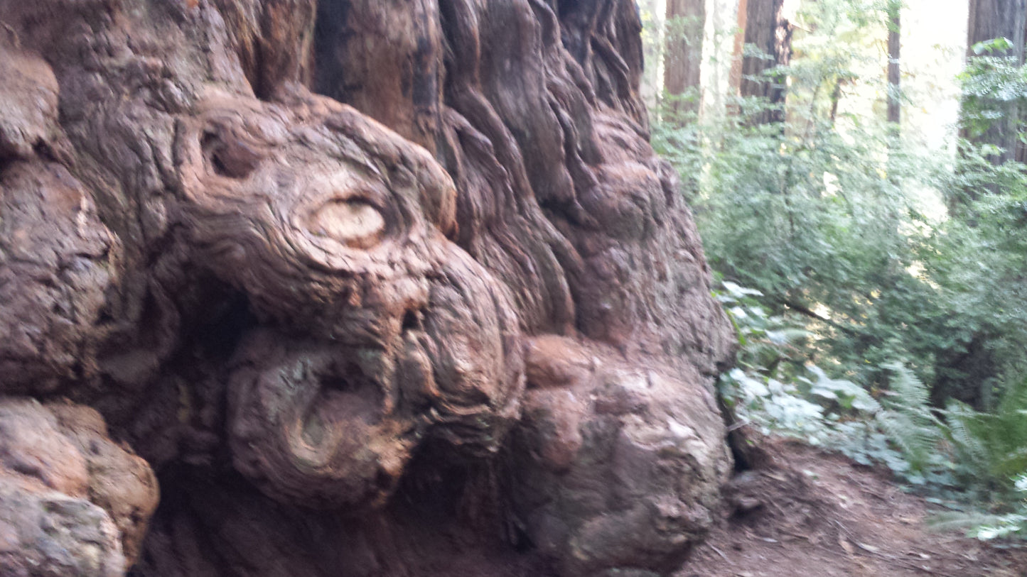 Redwood Burl v.3 Cotton Hoodie