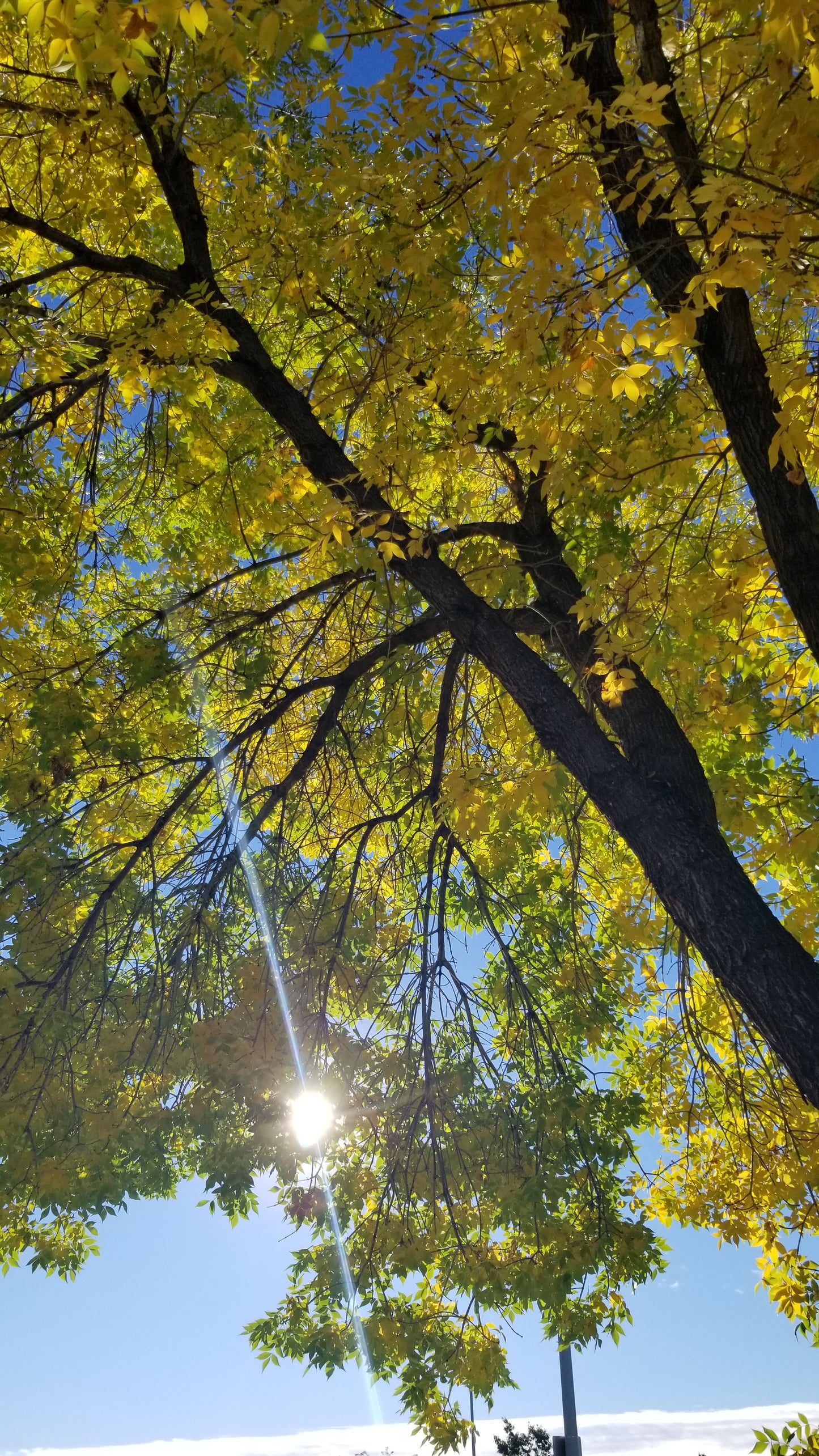 Sunbeams In Yellow Leaves v.1 — Cotton Hoodie