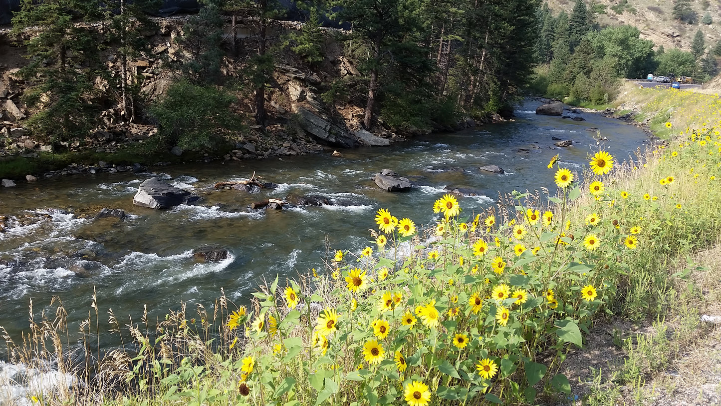 Sunflowers On The Creek v.2 Cotton Hoodie