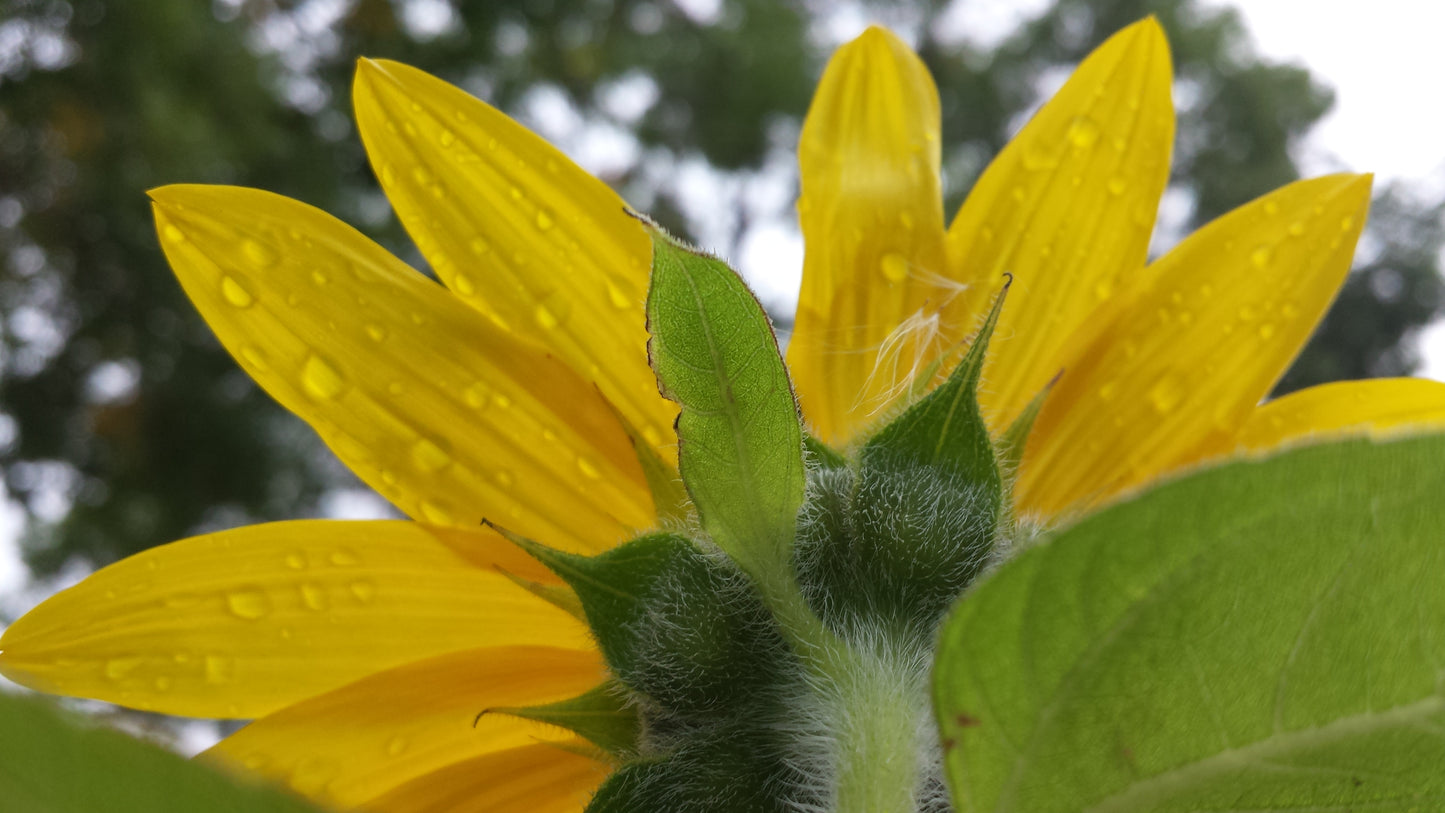 Under A Dewy Sunflower Spiral v.2 Cotton Hoodie